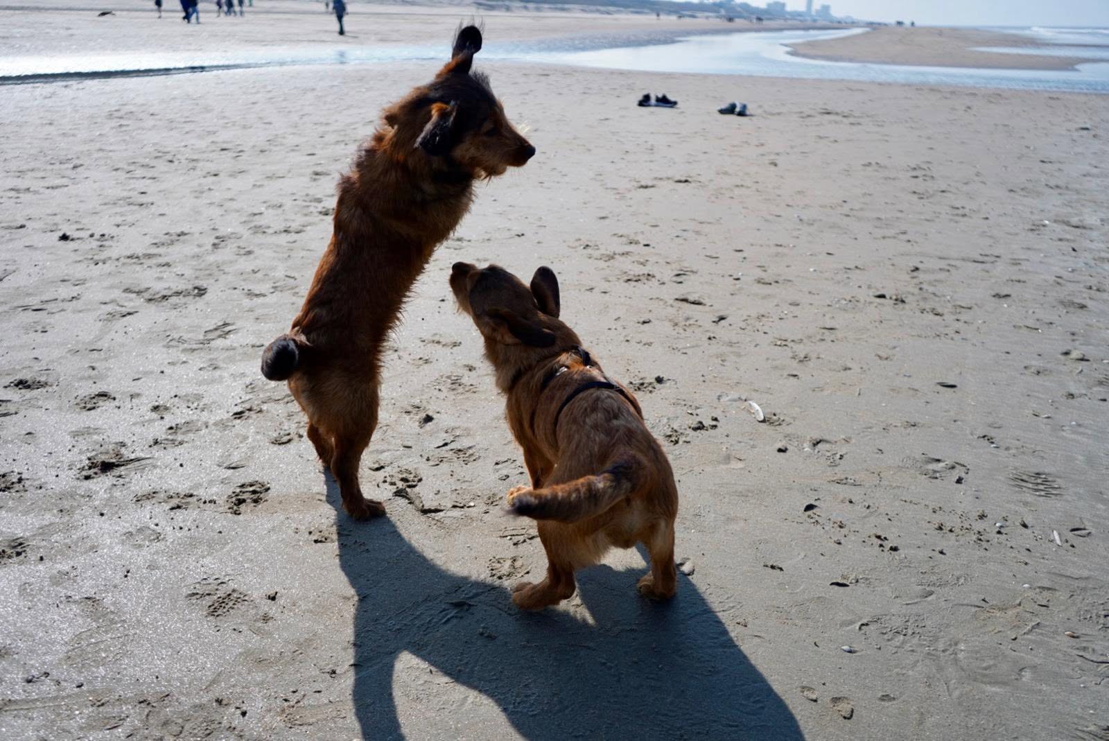 Socializing a foreign dog: Tips from experience