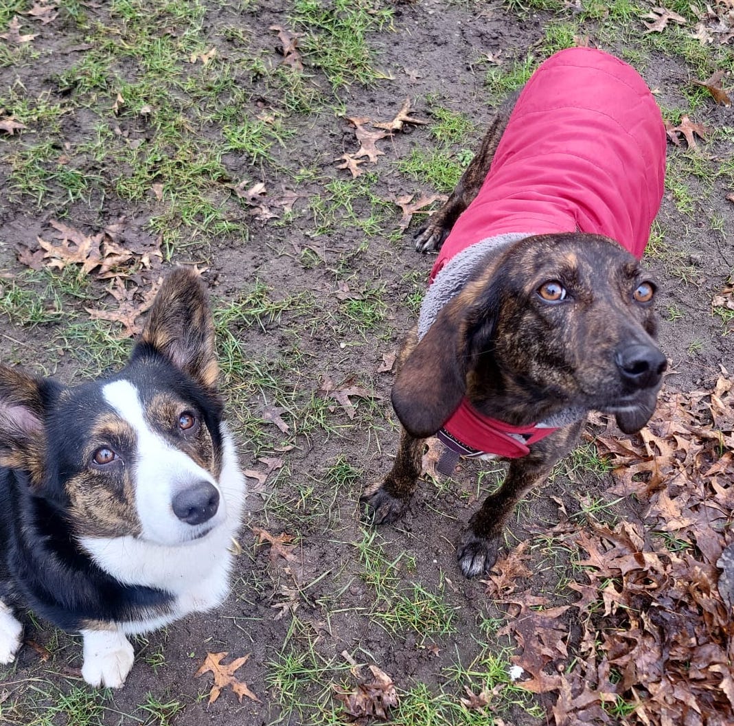 Gastgezin worden voor een rescuehond