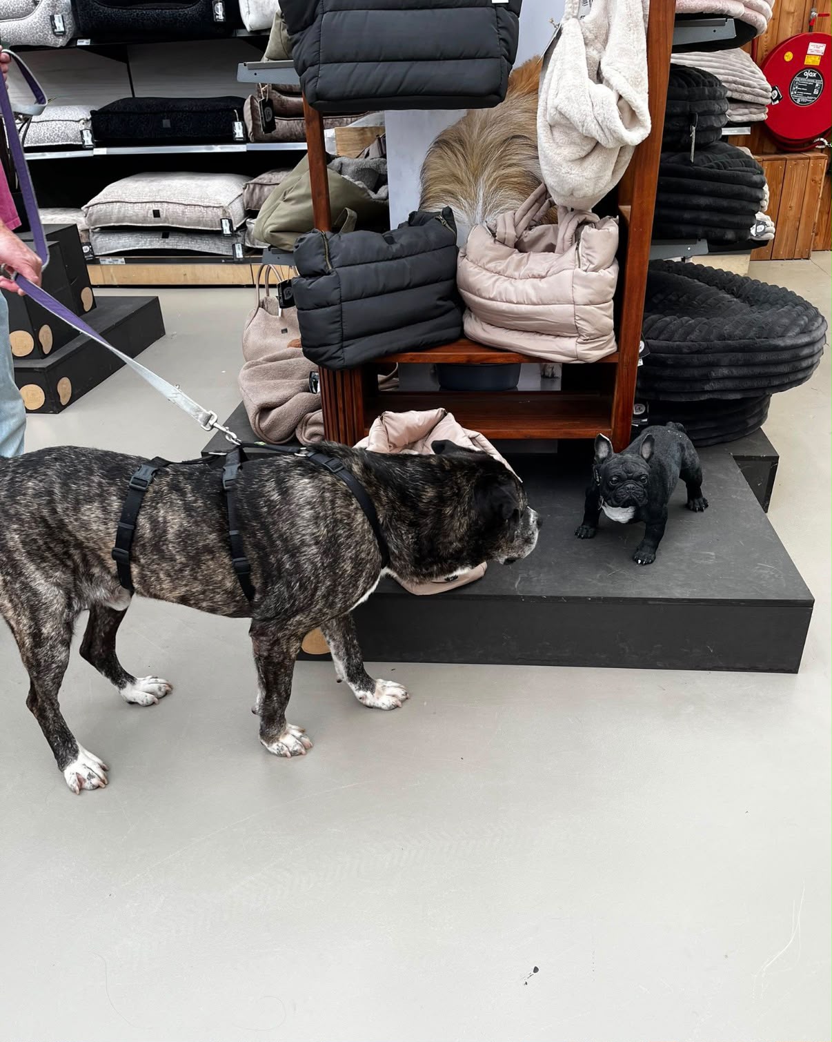 Buying a dog vs adopting: The fair comparison
