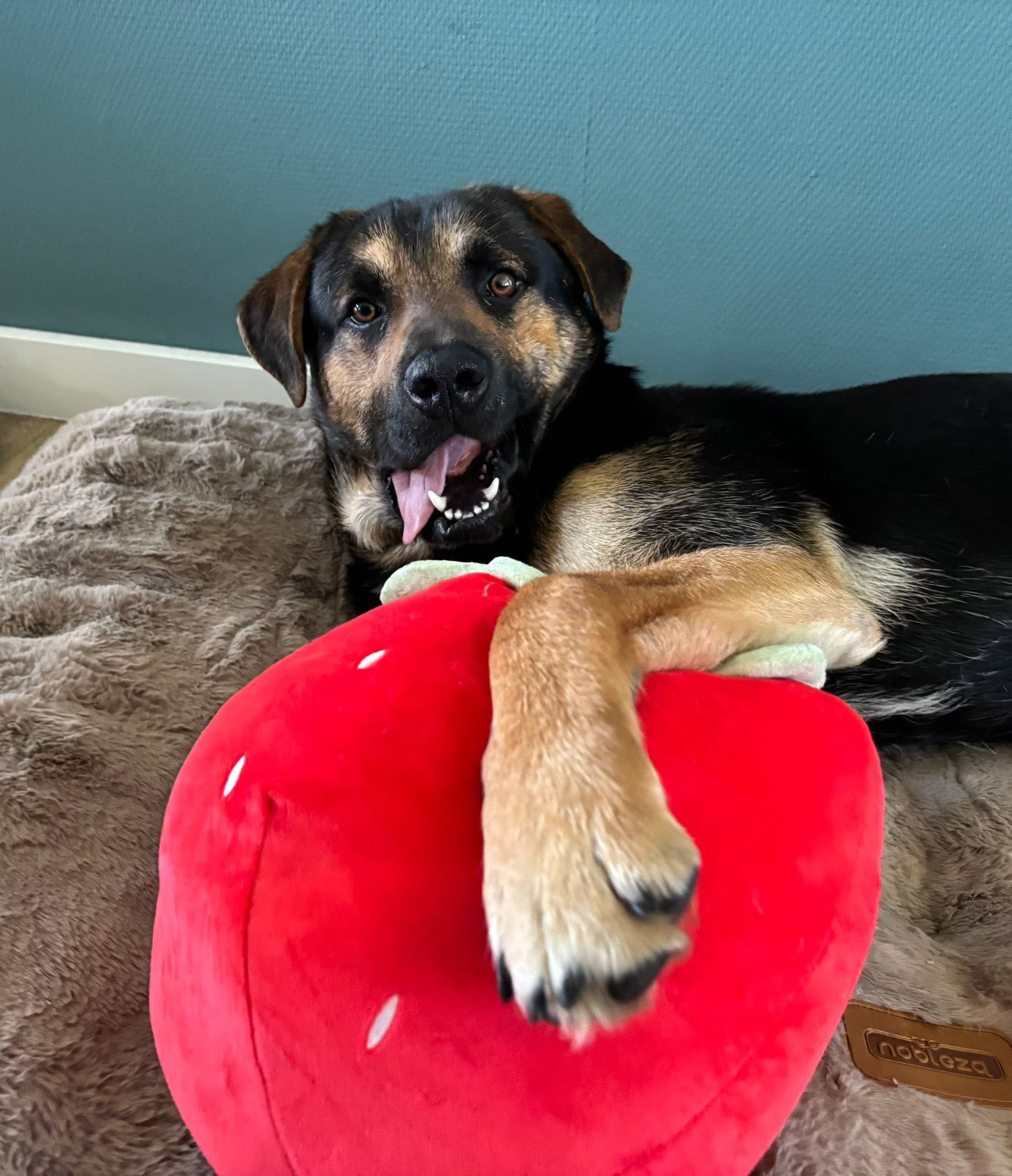 Street dog in the house: The first weeks