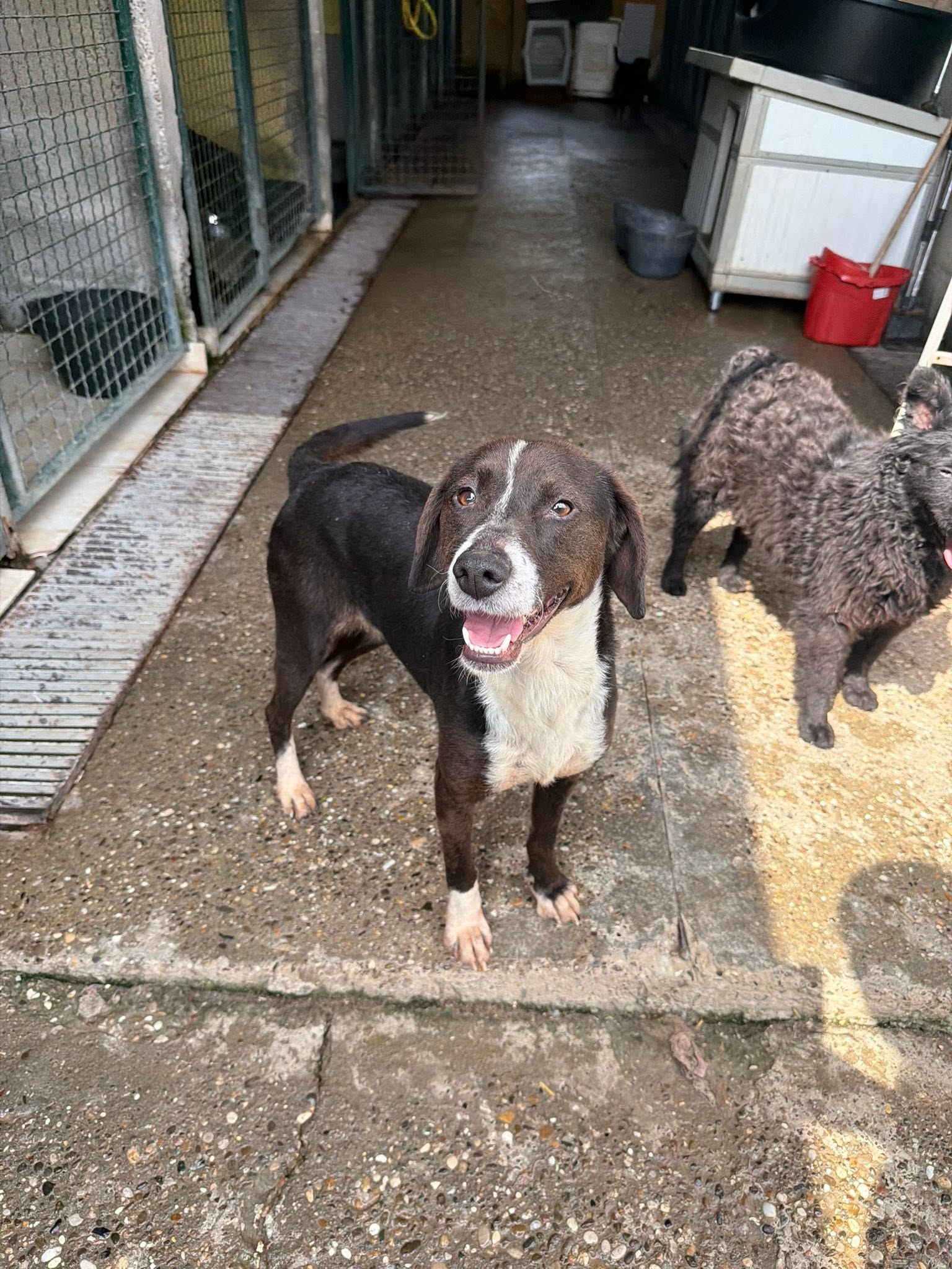 Het Adoptieproces bij Hope for Dogs: Stap voor stap naar jullie nieuwe familie