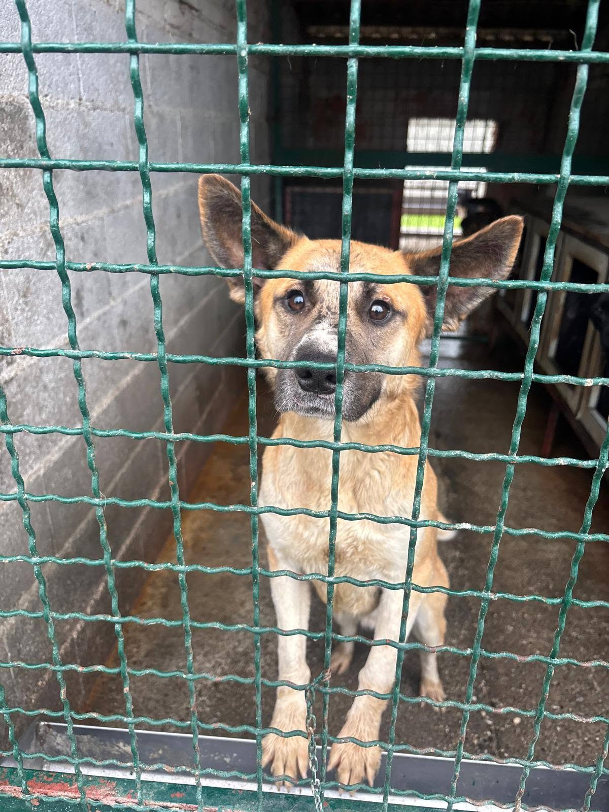 Von der Straße nach Hause: Warum einen Hund aus Bosnien adoptieren?