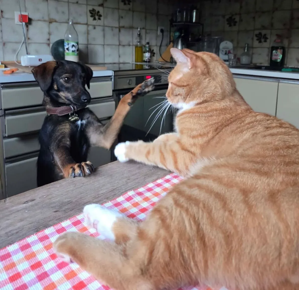 Ein neuer Hund im Haus: So bereiten Sie Familie und Haustiere vor