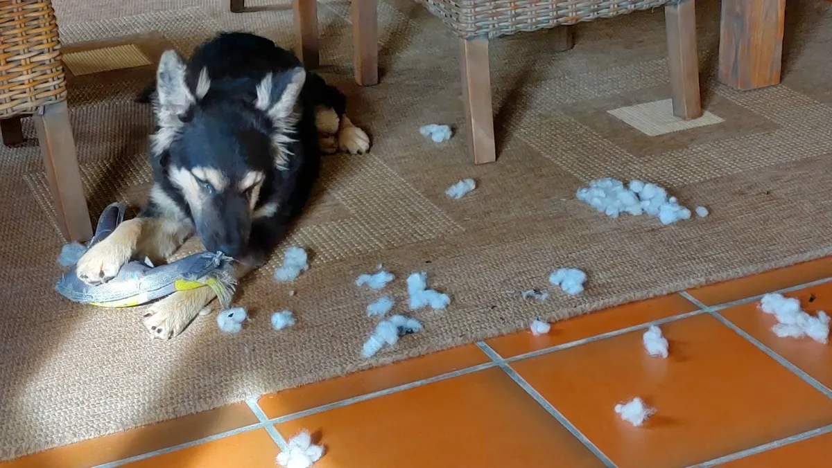 Klaar voor thuiskomst: zo bereid je je huis voor op een adoptiehond