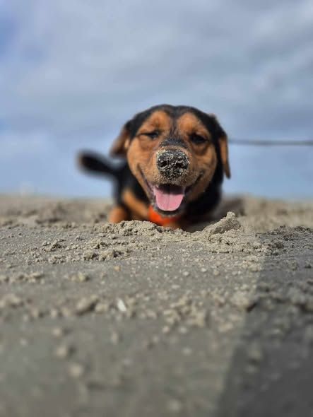 Foto van Filou