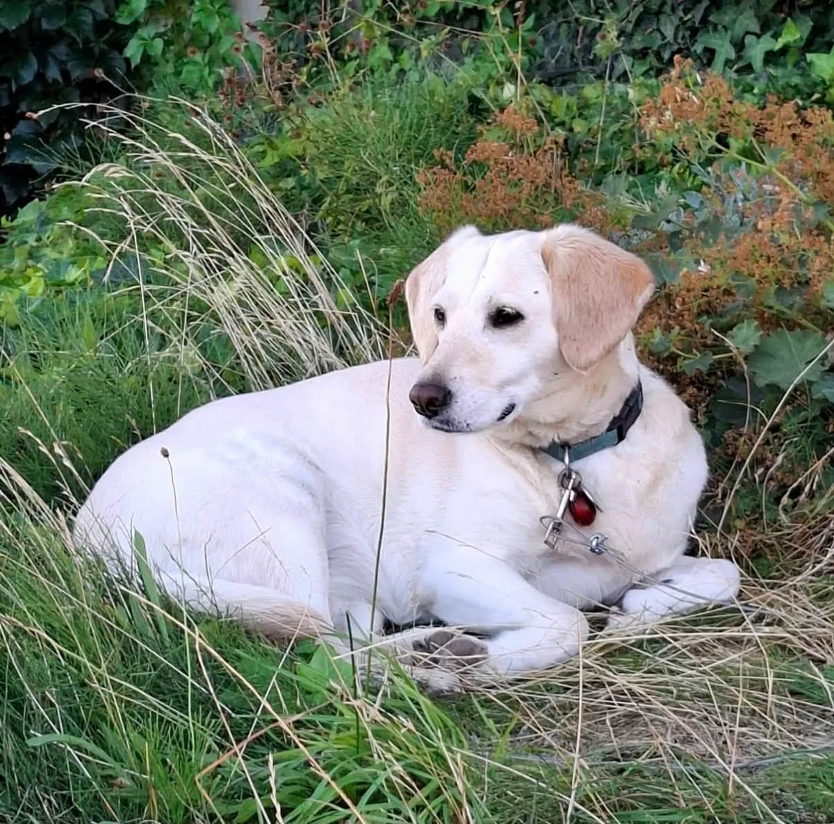 Foto van Lily