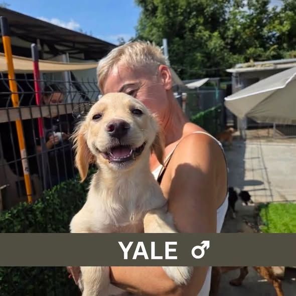 Foto van Yale