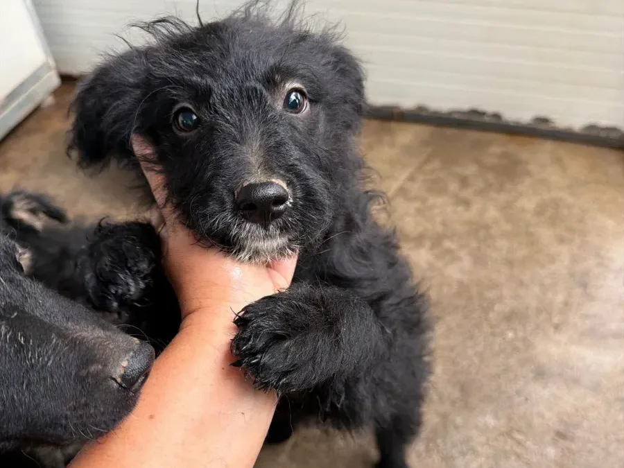 Cassie, rescuehond uit Bosnië/Servië