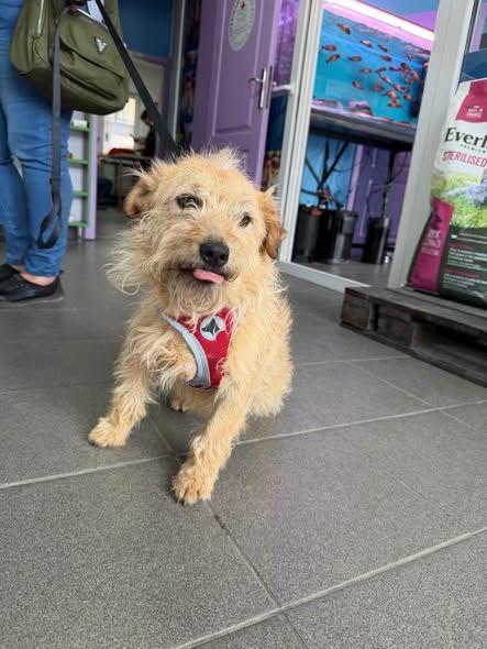 Noémie — adoptiehond uit Bosnië & Servië