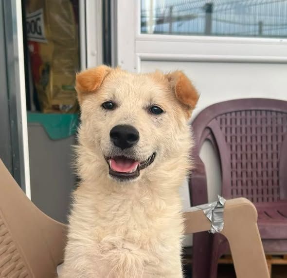Foto van Simba