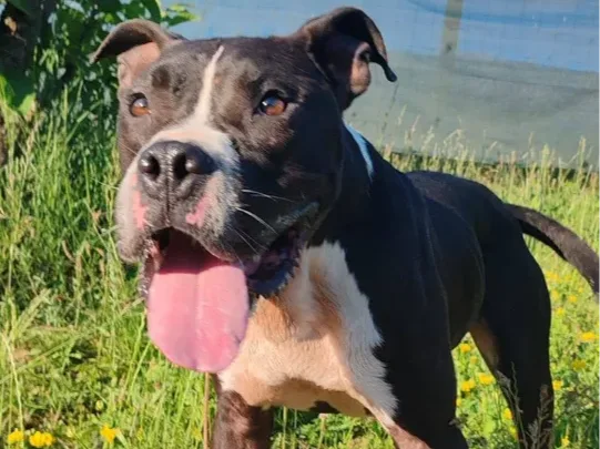 Dzeki, rescuehond uit Bosnië/Servië