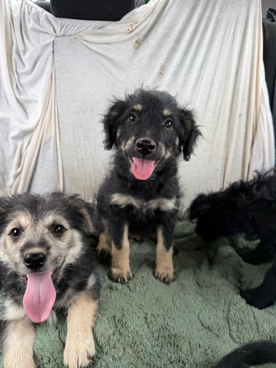 Cooper, rescuehond uit Bosnië/Servië