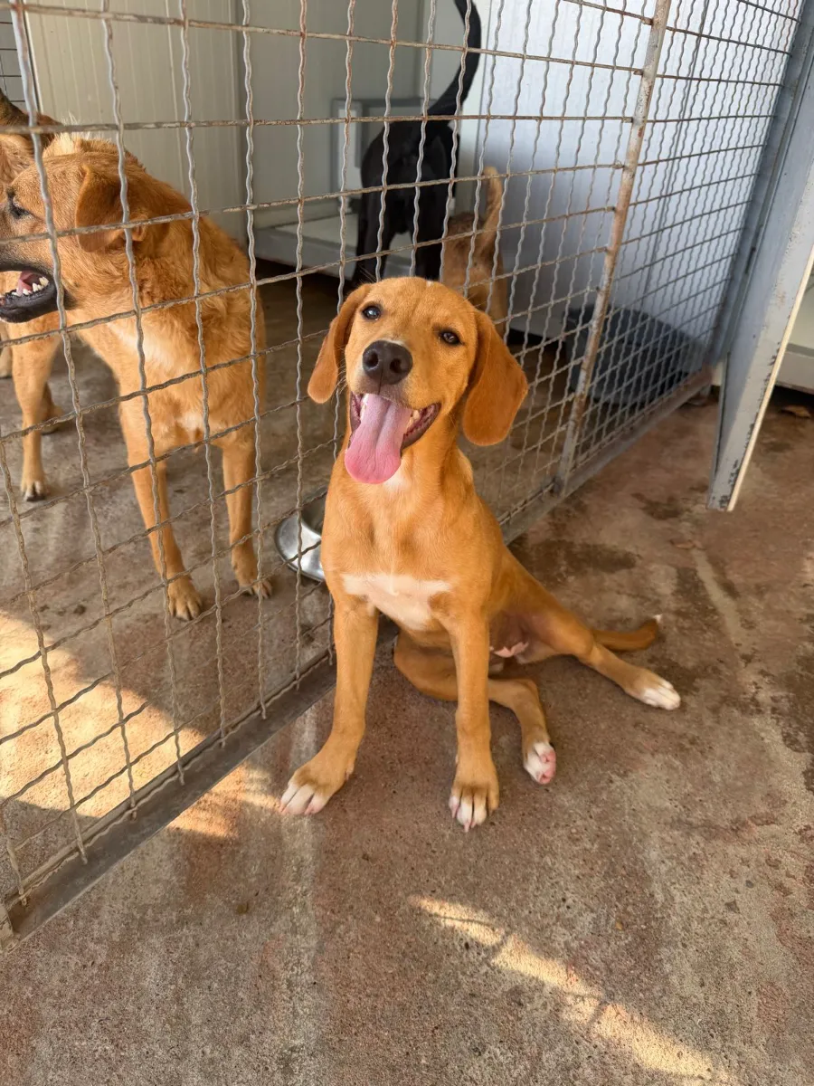 Dragica, rescuehond uit Bosnië/Servië