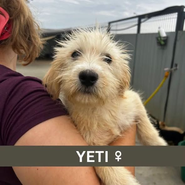 Foto van Yeti