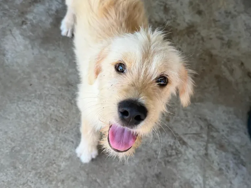 Yeti — adoptiehond uit Bosnië & Servië