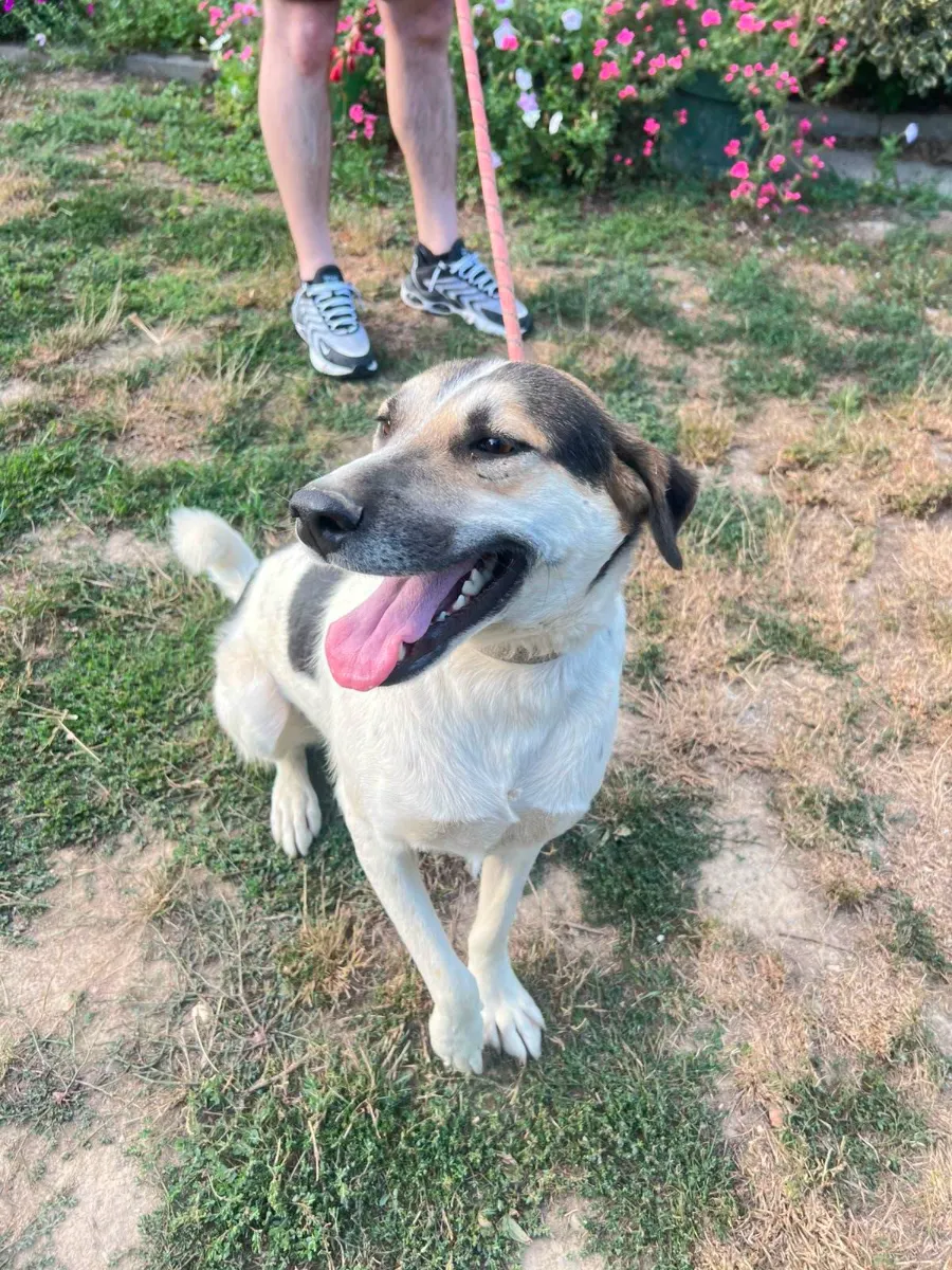 Djuzepe, rescuehond uit Bosnië/Servië