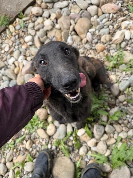 Foto van Poppy