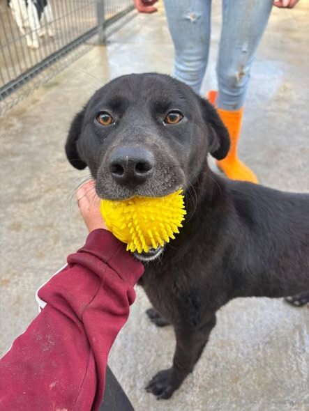 Gaia, rescuehond uit Bosnië/Servië