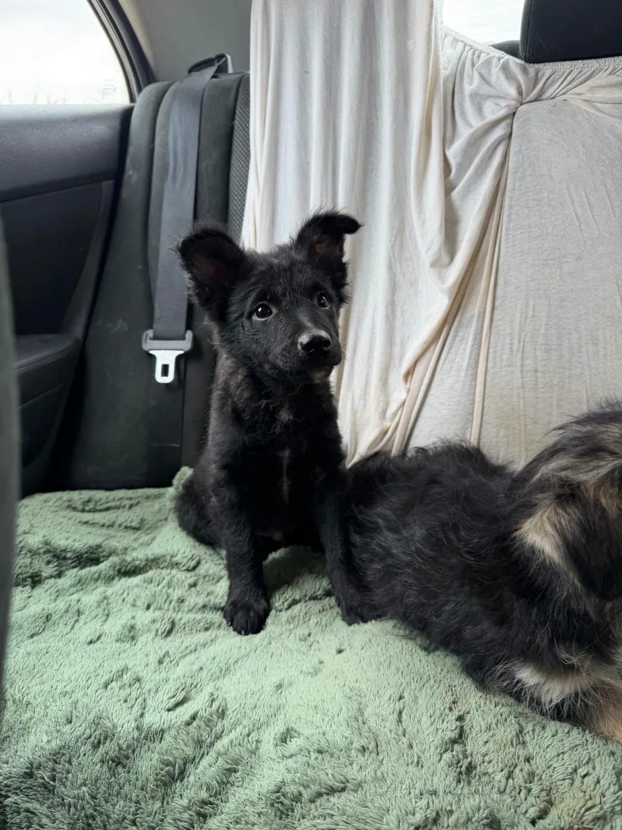 Chester, rescuehond uit Bosnië/Servië