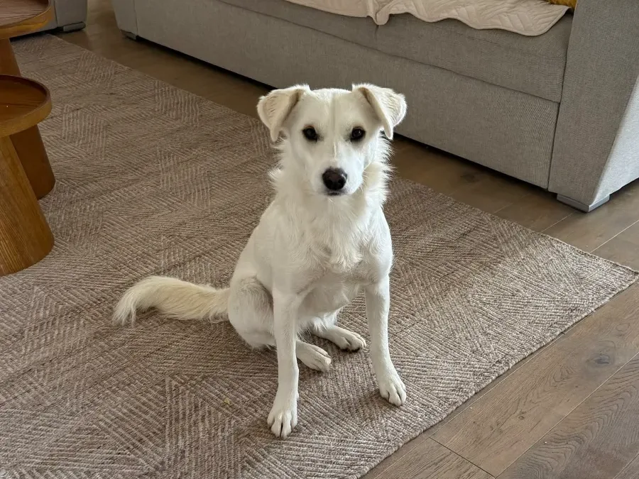 Maartje (NL), rescuehond uit Bosnië/Servië