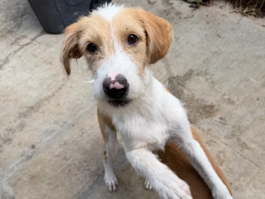 Darko, rescuehond uit Bosnië/Servië