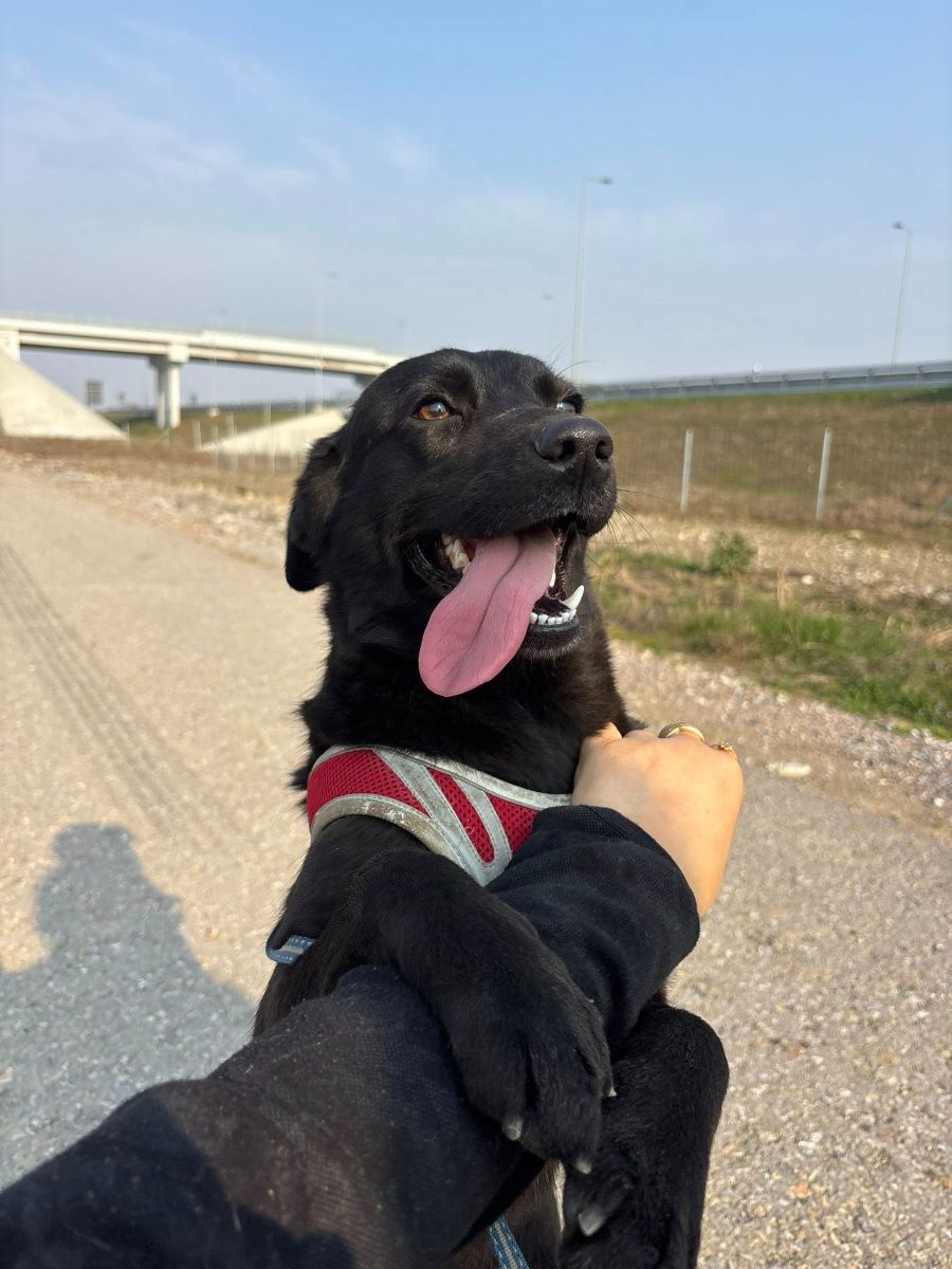 Donna, rescuehond uit Bosnië/Servië