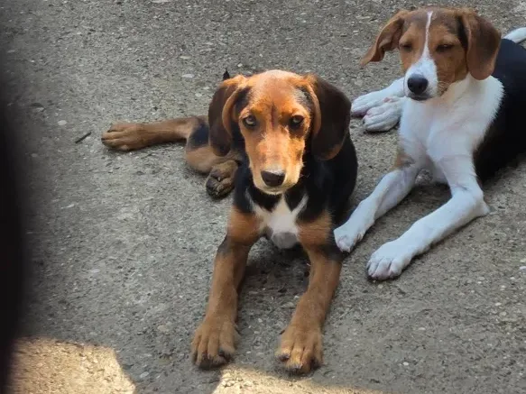 Nini, rescuehond uit Bosnië/Servië