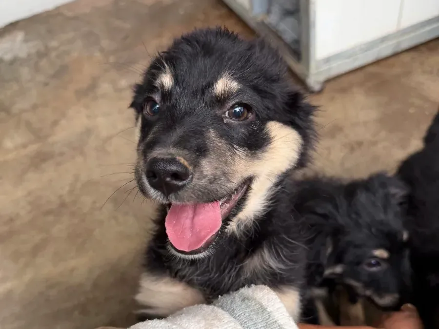 Cali, rescuehond uit Bosnië/Servië