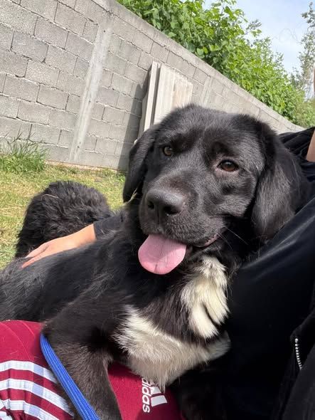 Foto van Buster