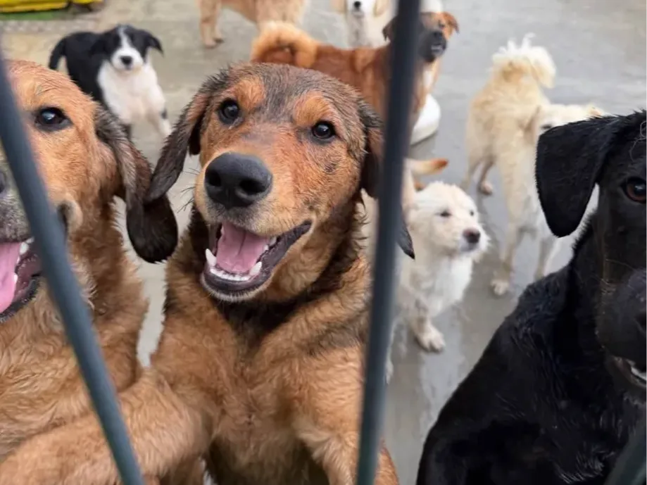 Mees, rescuehond uit Bosnië/Servië