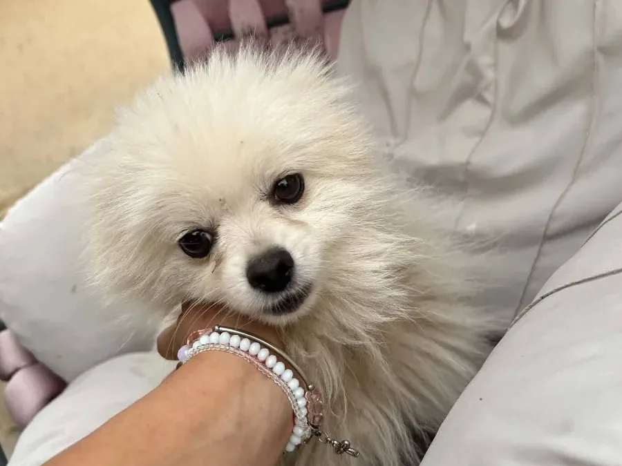 Dragi, rescuehond uit Bosnië/Servië