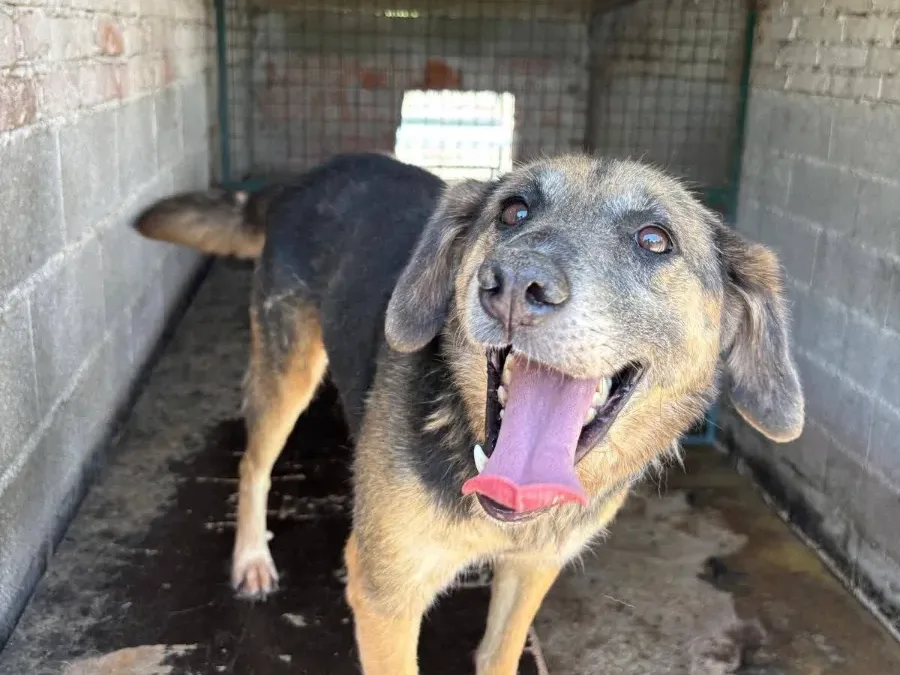 Viola — adoptiehond uit Bosnië & Servië