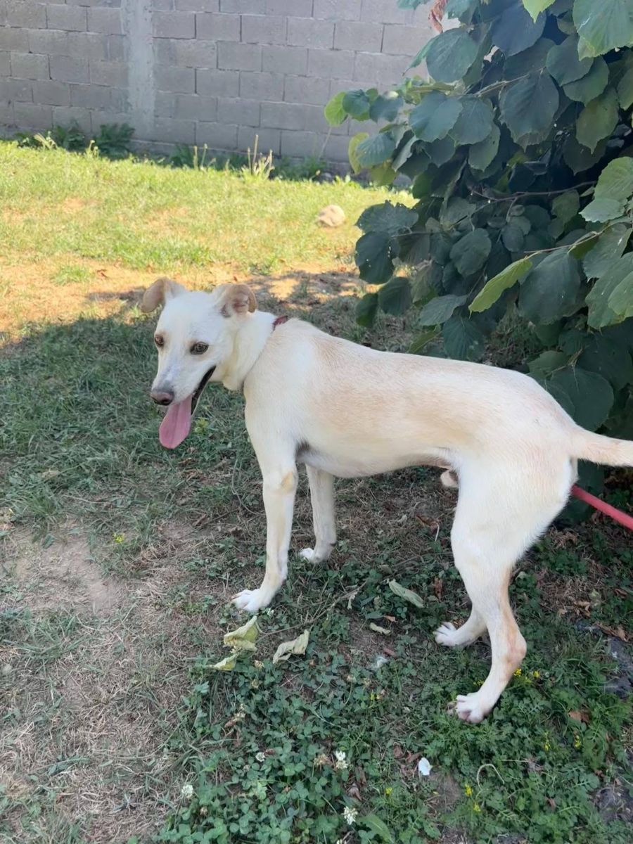 Joel, rescuehond uit Bosnië/Servië