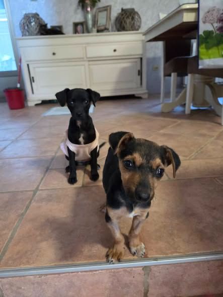 ivko, rescuehond uit Bosnië/Servië