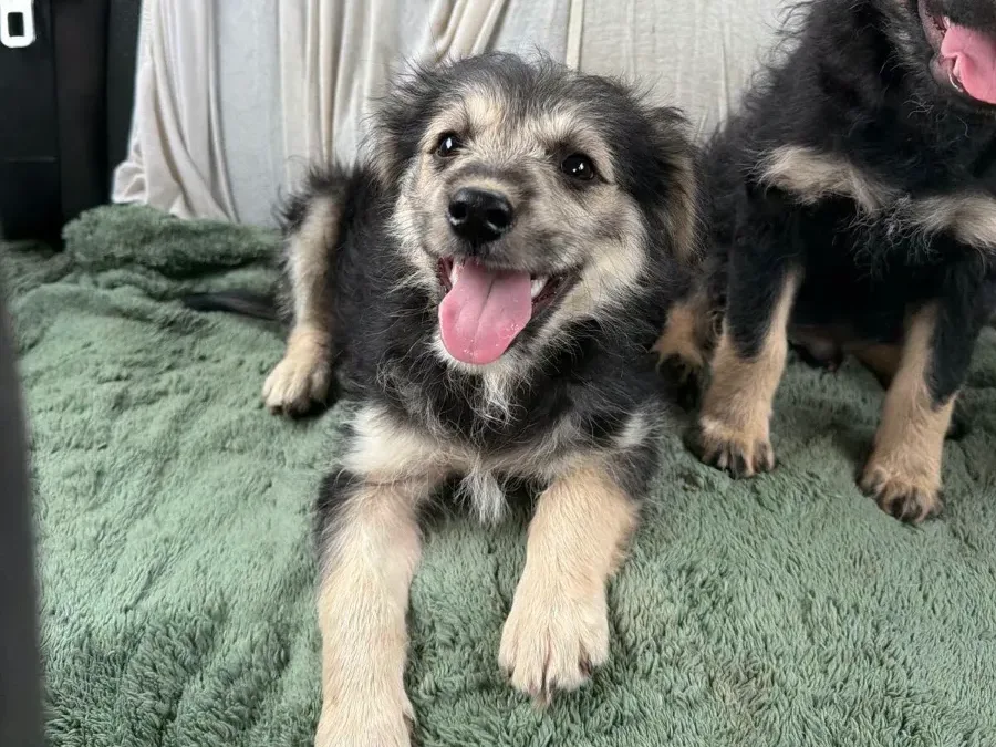 Caja, rescuehond uit Bosnië/Servië