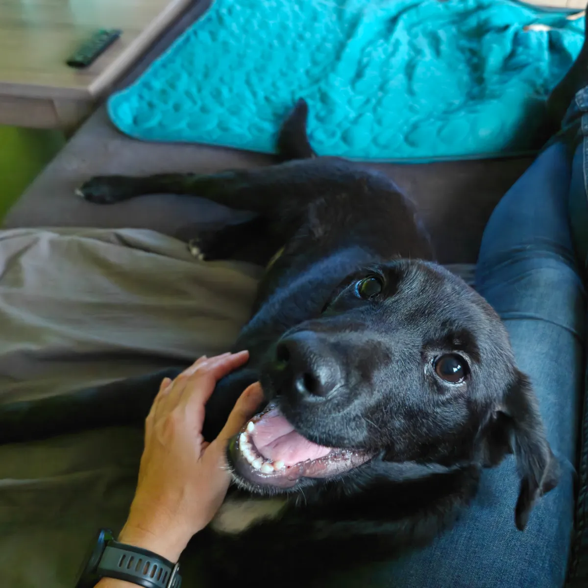 Yola (in opvang in BELGIË) — adoptiehond uit Bosnië & Servië