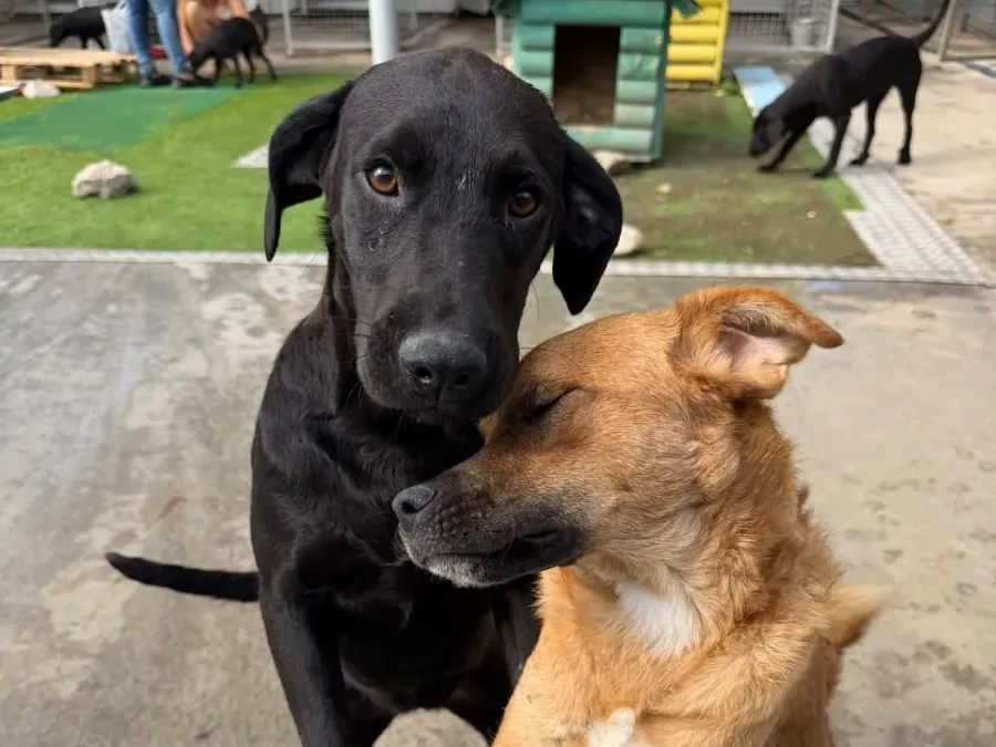 Lindy, rescuehond uit Bosnië/Servië