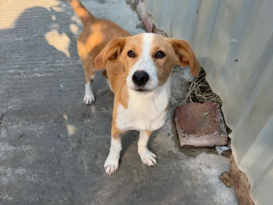 Darinka, rescuehond uit Bosnië/Servië