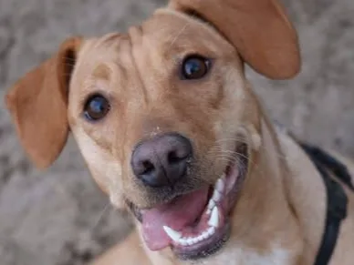 Polly (NEDERLAND) — adoptiehond uit Bosnië & Servië