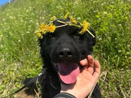 Ozzy — adoptiehond uit Bosnië & Servië