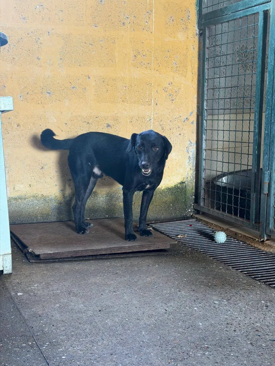 Davy, rescuehond uit Bosnië/Servië