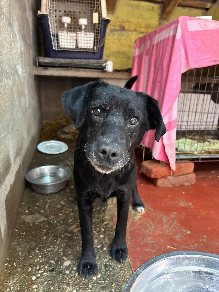 Melly, rescuehond uit Bosnië/Servië