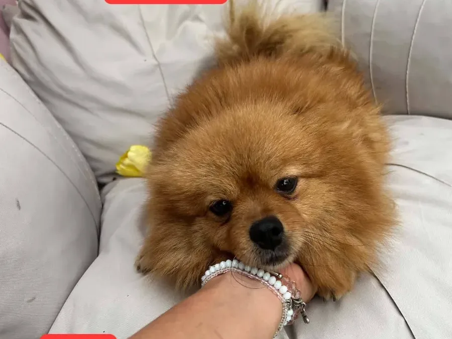 Lejdi, rescuehond uit Bosnië/Servië
