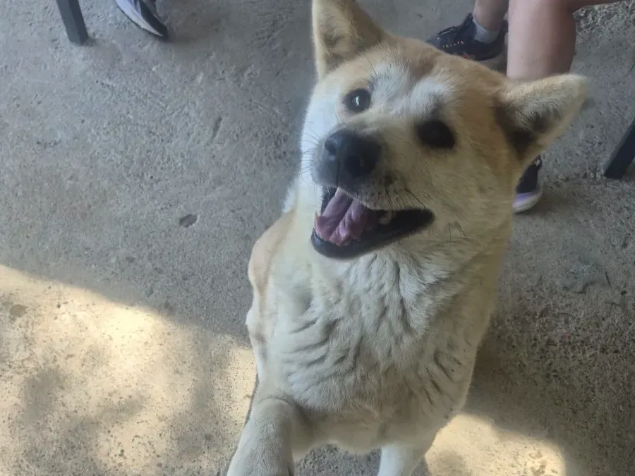 Kita, rescuehond uit Bosnië/Servië