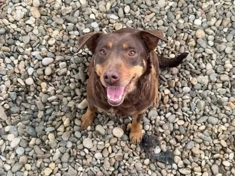 Nina, rescuehond uit Bosnië/Servië