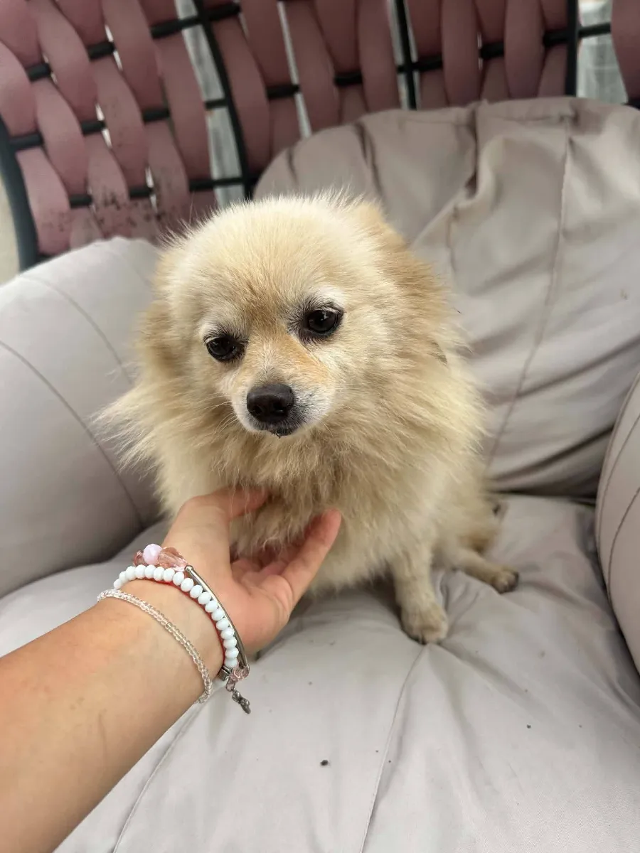 Lina, rescuehond uit Bosnië/Servië
