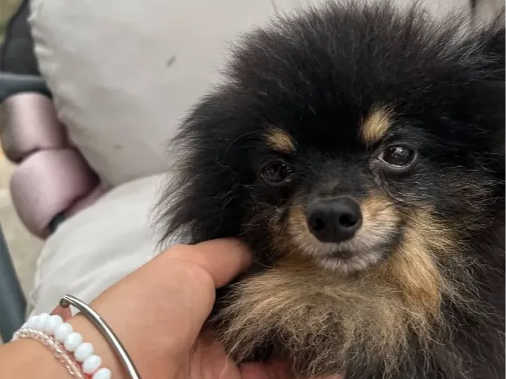 Zevs, rescuehond uit Bosnië/Servië