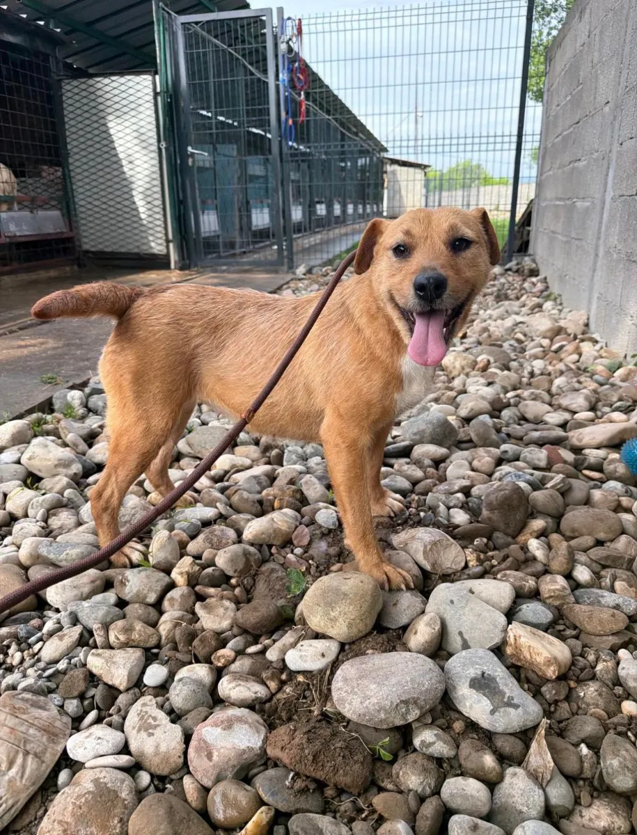 Ziva — adoptiehond uit Bosnië & Servië