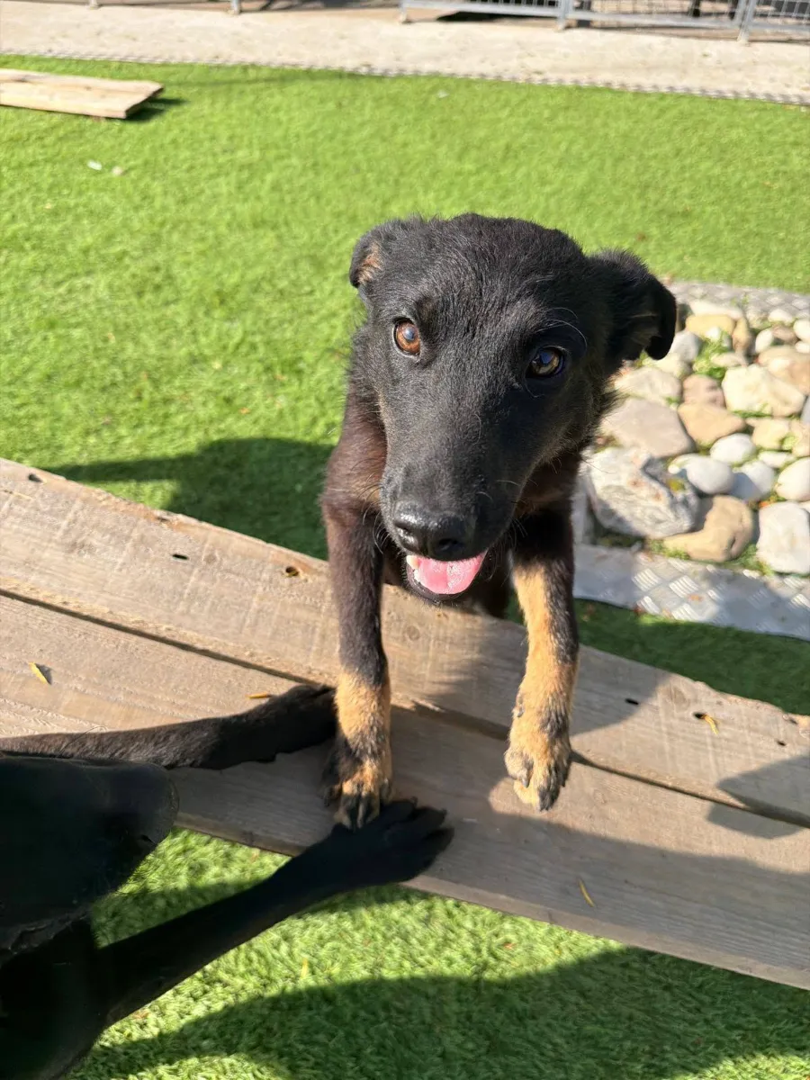 Lita — adoptiehond uit Bosnië & Servië