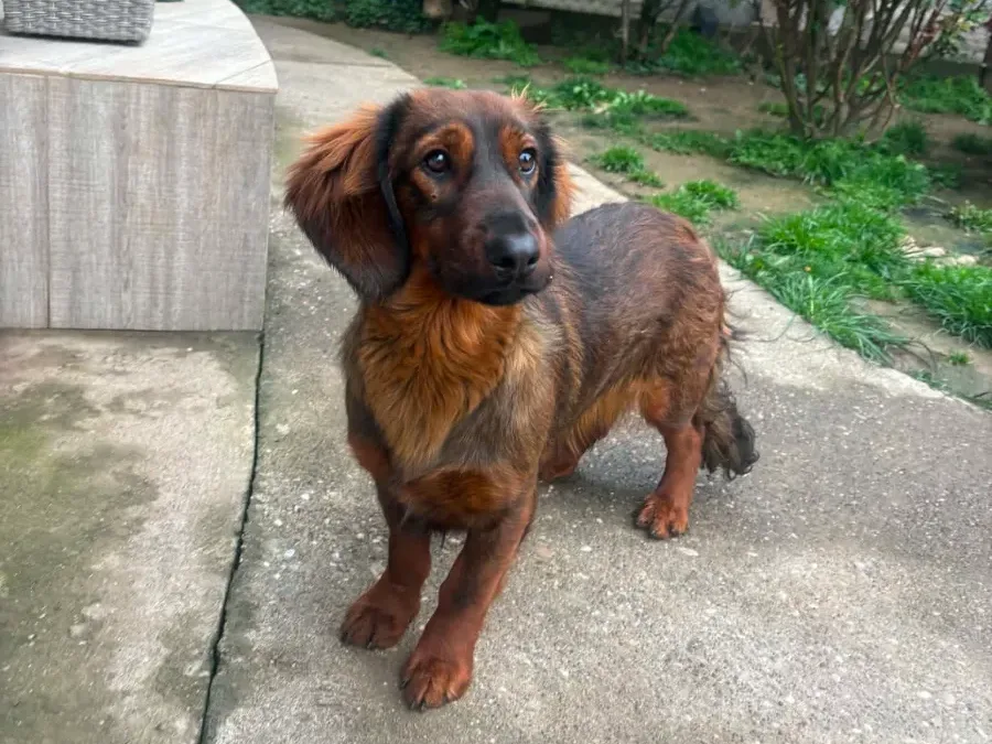 Cindy — adoptiehond uit Bosnië & Servië